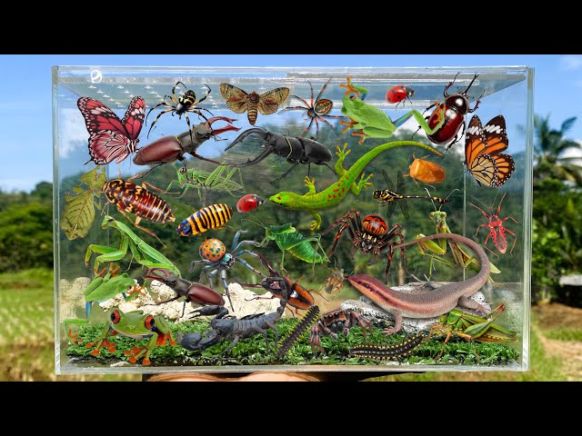 I Am catching insects in the garden, I got Dragonfly, Lizard, Grasshopper, Beetle, Mantis, Millipede