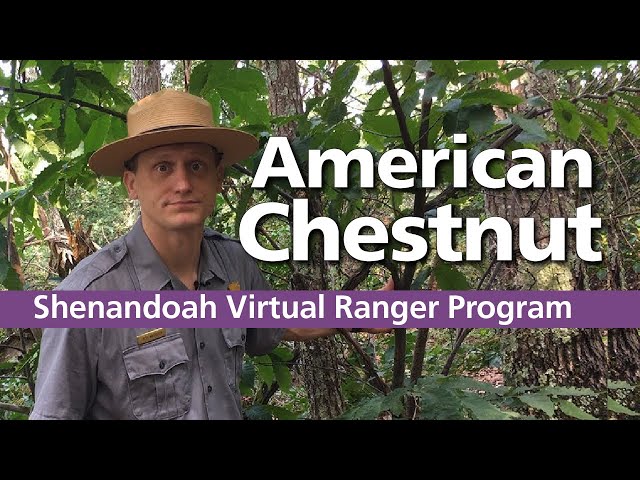 Virtual Ranger Program: American Chestnut