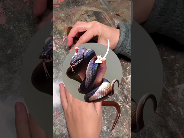 How to make a polymer clay snake! #polymerclay #snake
