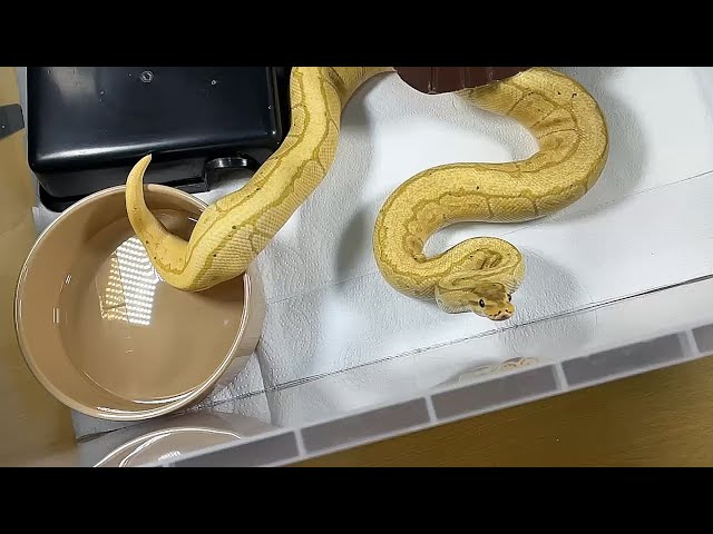 DRAKKON | Banana Pinstripe Royal / Ball Python | #feeding #highlights 🍌🎬 (09.02.26)