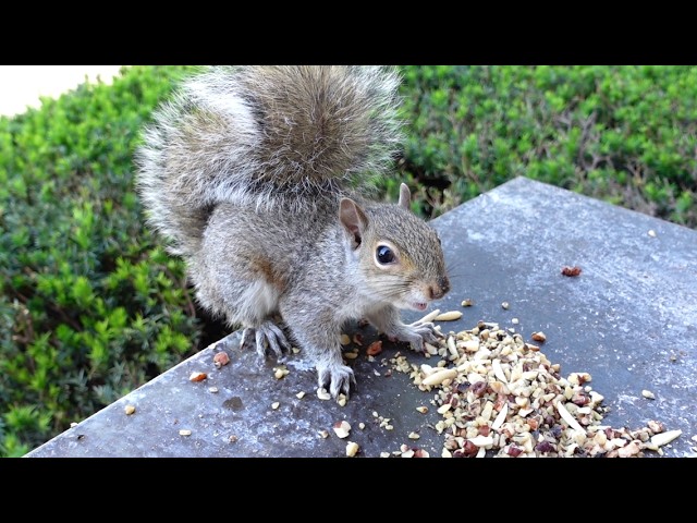 This baby squirrel is ready to fight anyone to protect his food
