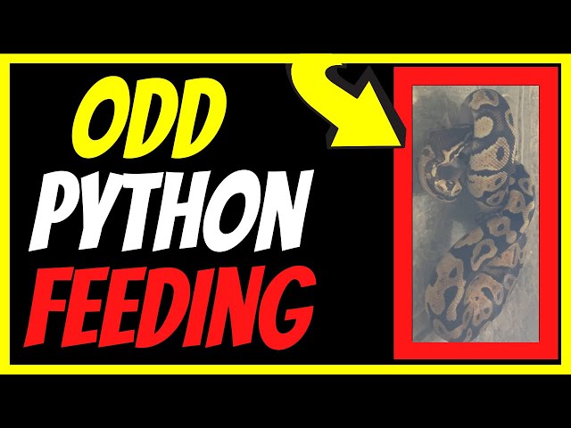 [WARNING] ⚠️ Tied in Knots....Weird Ball Python 🐍 Feeding