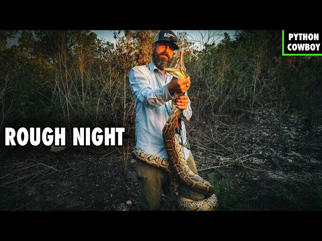 This Python Hunt Was A Complete Disaster