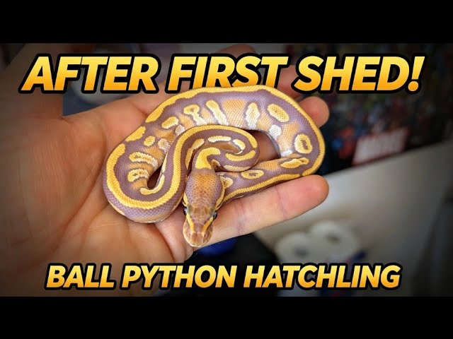 New Hatchling Ball Python Sheds for the First Time!