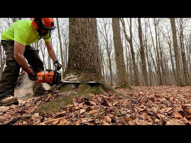 Northeast Hardwoods //  Cable Skidder & Chainsaw 