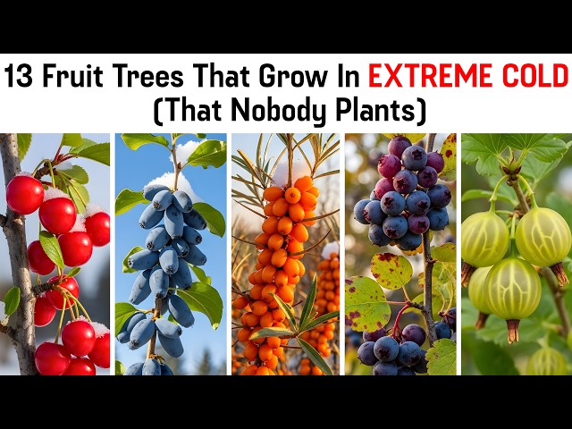 13 Fruit Trees That Grow In Extreme Cold (That Nobody Plants)