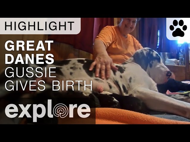 Gussie Gives Birth to 6 Beautiful Puppies - Live Cam Highlight