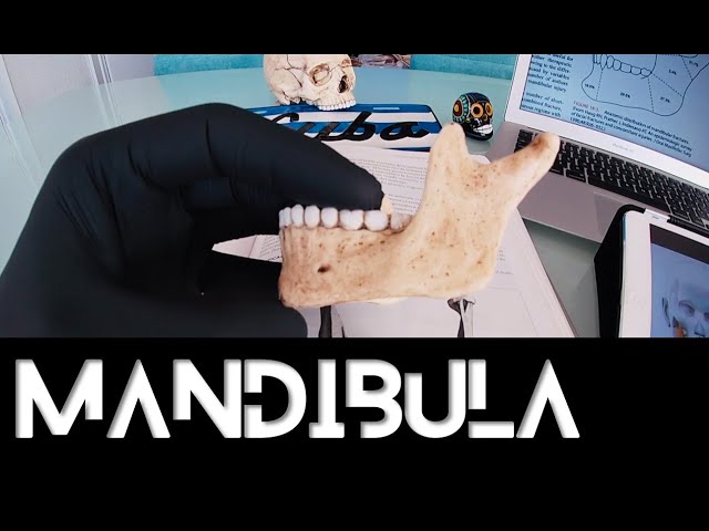 Mandible Anatomy Rouviere Head and Neck Book [Easy to learn]