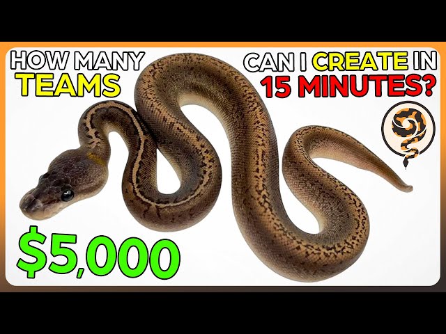 I tried to Speedrun Building Ball Python Breeding Teams - It didn't go well