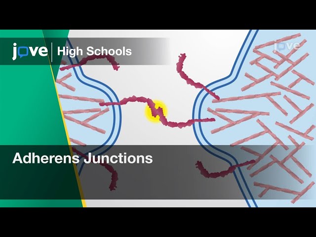 Adherens Junctions | Cell Bio | Video Textbooks - Preview