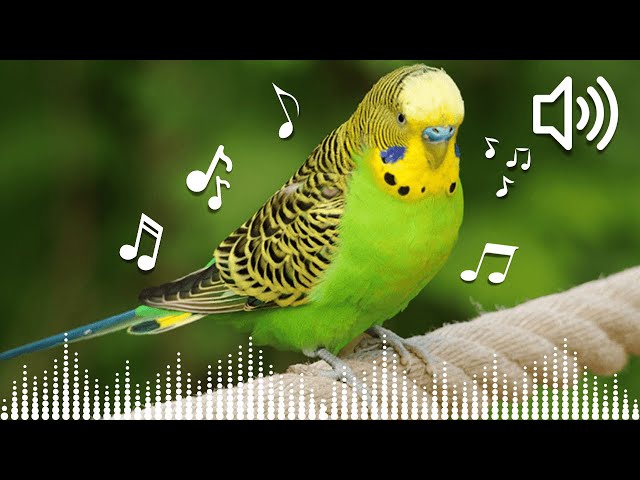 10 HOURS Australian Budgerigar Singing 🐦 | Budgie Bird Sounds | Nature Sounds for Sleep & Relaxation
