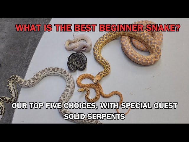 What makes a great BEGINNER SNAKE? Are there snakes BEGINNERS should avoid?