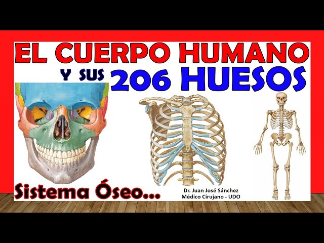 🥇 206 BONES of the Human Body in 24 Minutes!!! + Mnemonics!!! Easy and simple