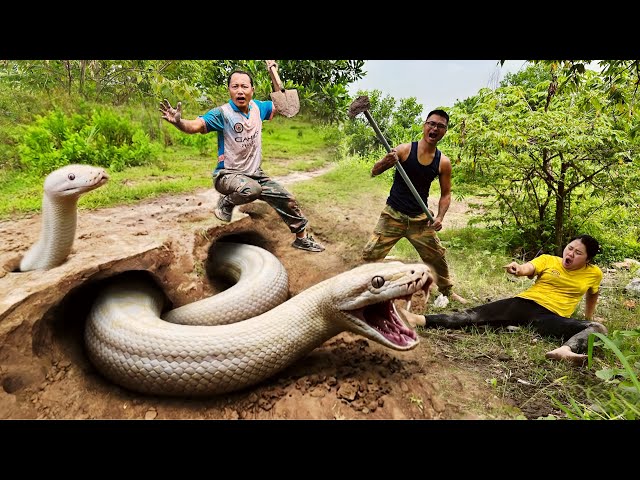 Brave Hunters Dig Out to Capture a Ferocious Giant White Python Underground