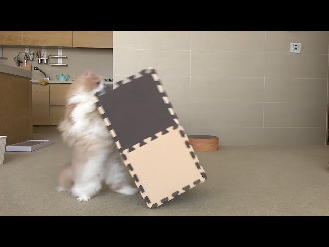 CAT LOGIC RUSHING TO THE BOXES