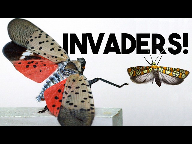 These (AMAZING) bugs are not supposed to be here