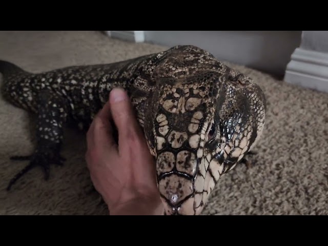 Tegu wants to be pet