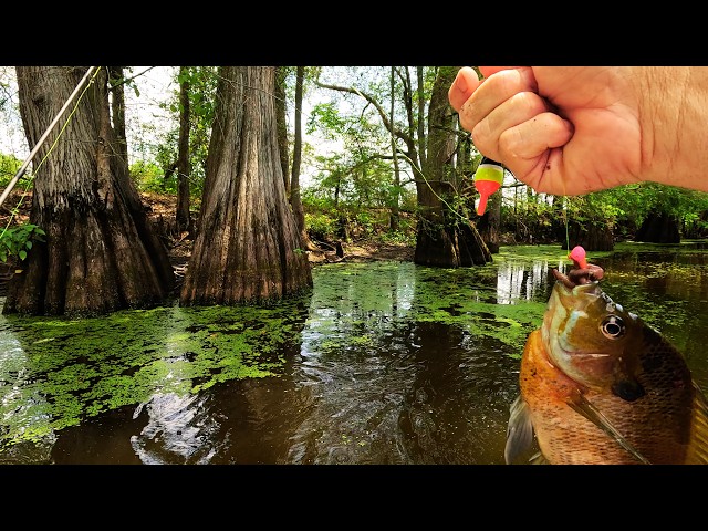 Shallow Water Bluegill: How to Find & Catch Them