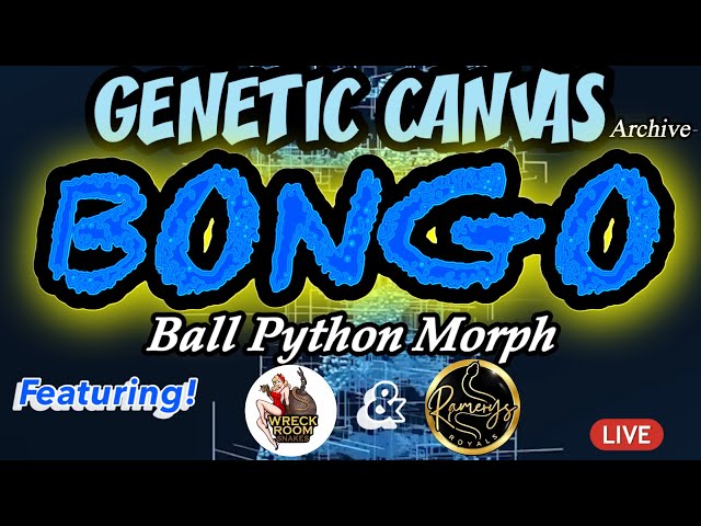GENETIC CANVAS- BONGO Ball Python Morph showcase Featuring Wreck Room Ball Pythons & Ramerys Royals
