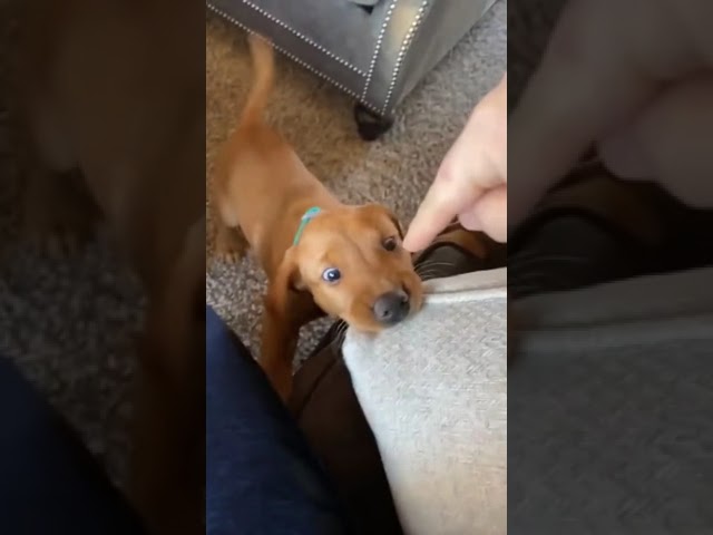 Dog loves to bite things | funny dogs Compilation