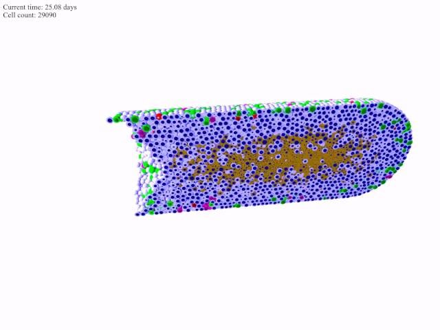 3-D PhysiCell simulation of ductal carcinoma in situ - stochastic necrosis model