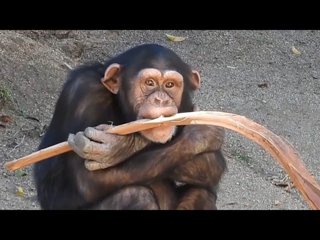 Chimp Johari Plays With Palm Frond
