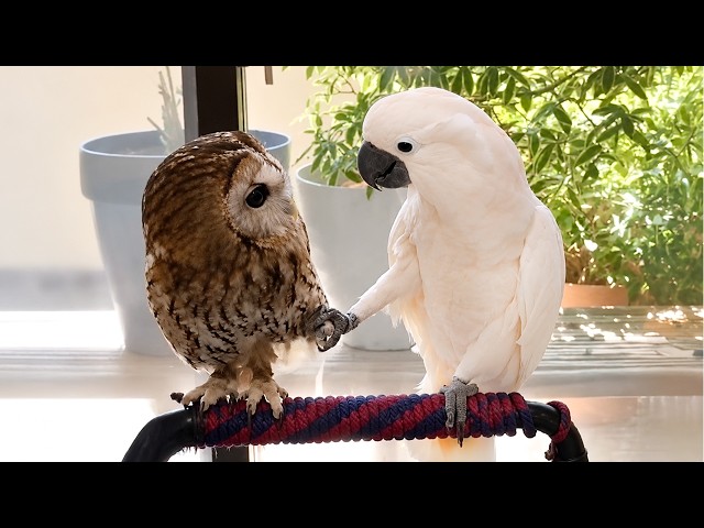 OVERDRAMATIC Parrots Who Deserve an Oscar 😂