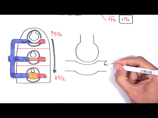 Respiratory System Physiology - Ventilation and Perfusion (V:Q Ratio) Physiology