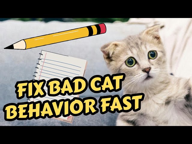 7 Cat Behavior Problems And How To Fix Them Fast