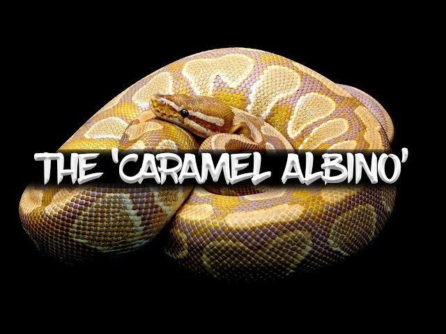 The Caramel Albino Ball Python