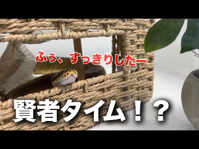Did the snake enter a "sage mode" after shedding its skin...? I almost dropped my ball python on ...