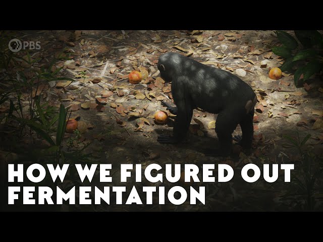 How We Figured Out Fermentation