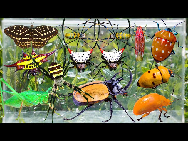 Hunting Rare Insects in the Forest | Five-Horned Rhinoceros Beetle, Devil-Horned Spiders & More
