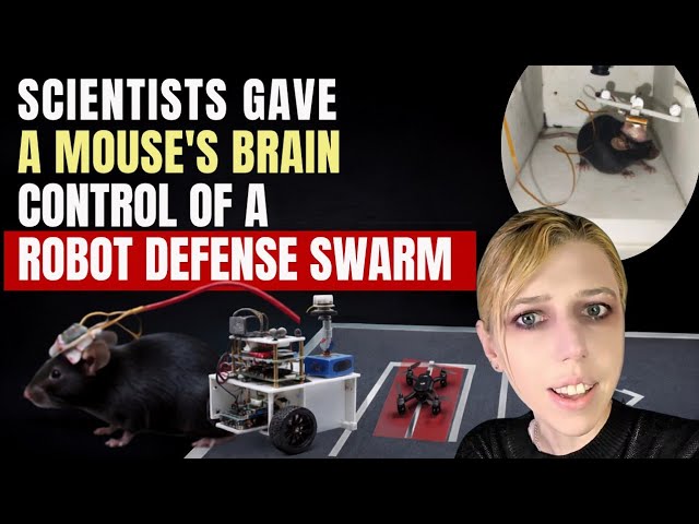 Scientists Gave a Mouse’s Brain Control of a Robot Defense System