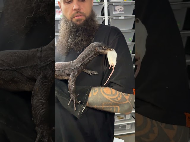 🖤🖤 #viralvideo #shorts