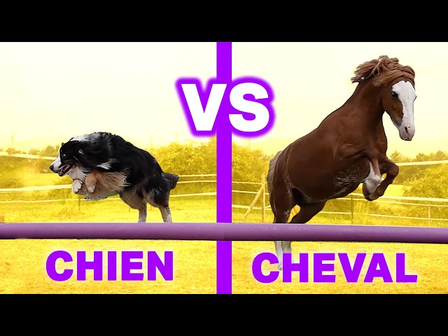 DOG VS HORSE: MAN'S BEST FRIEND