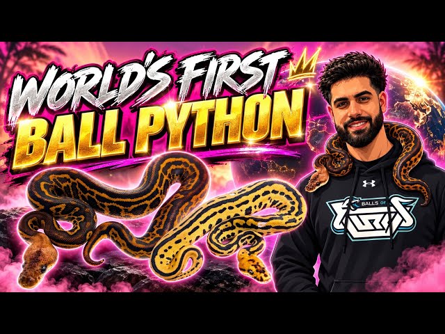 We Hatched a WORLD’S FIRST Batman Ball Python
