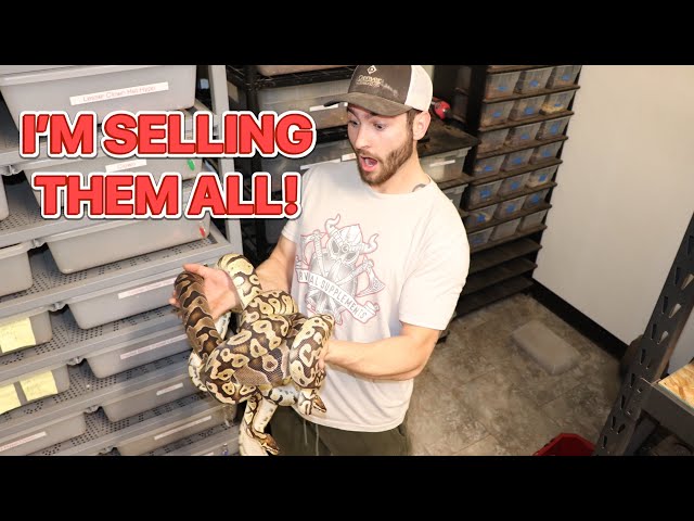 Will this help sell my snakes?!!
