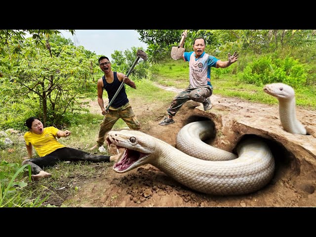 Brave Hunters Dig Out to Capture a Ferocious Giant White Python