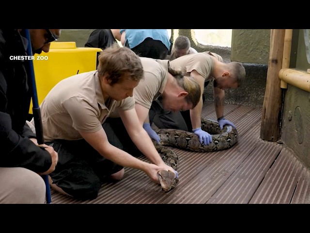 Chester Zoo python becomes first snake to receive cancer treatment