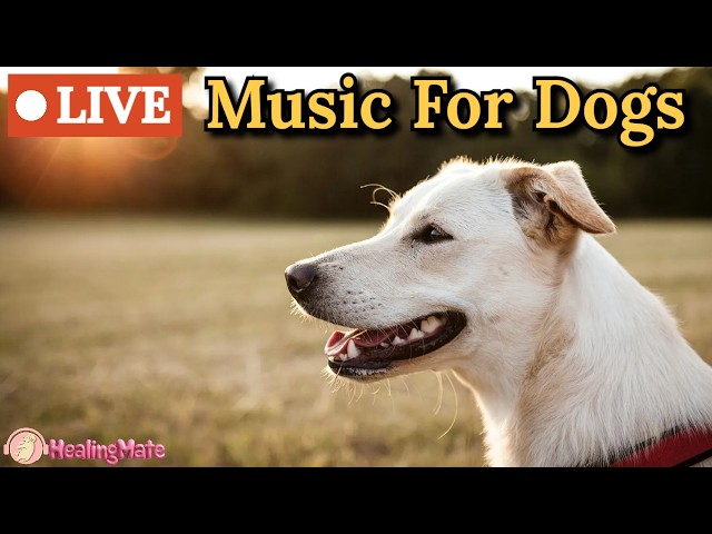🔴24/7 Dog TV🎵🐶Calming Music for Dogs🐶💖Soothing Dog Sleep Music💖🦮Separation Anxiety Relief💖4