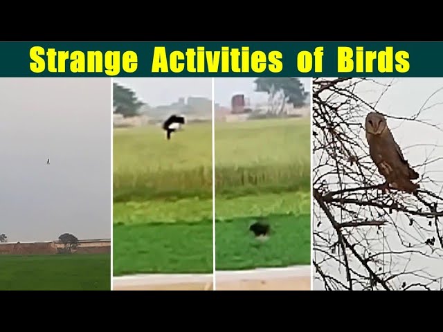 Strange activities of the Birds