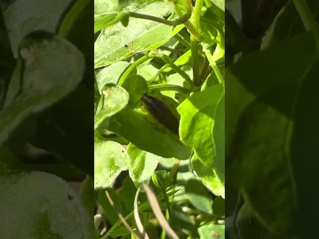 Croton bug aka German cockroach (Blattella germanica)