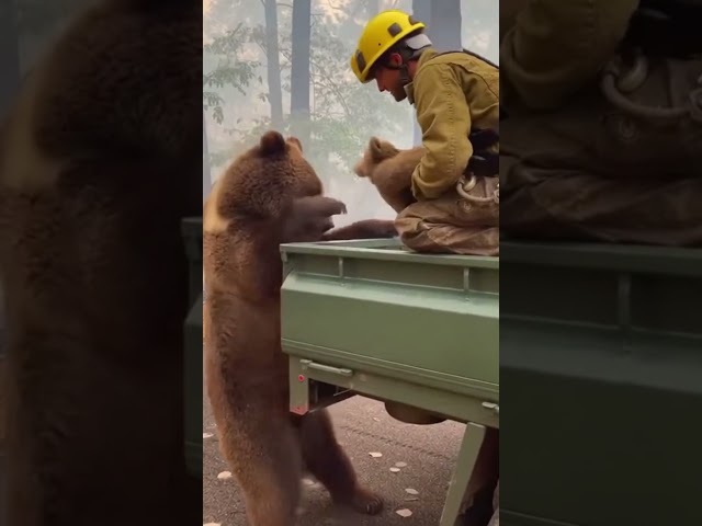 Bear and Cub Escape Forest Fire – Searching for Help