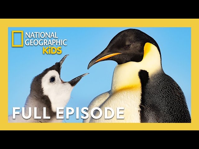 Secrets of the Penguins Full Episode 🐧🤫 | Heart of the Emperors | 40 Minutes | @natgeokids