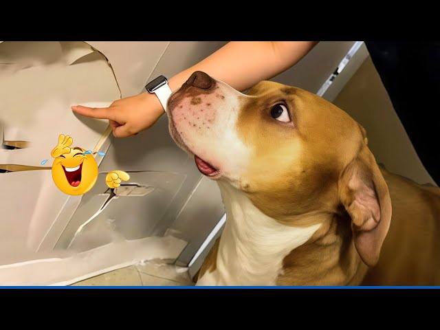 You Can’t Stop Laughing At These Dogs 🤣 FUNNIEST DOGS Video 2025