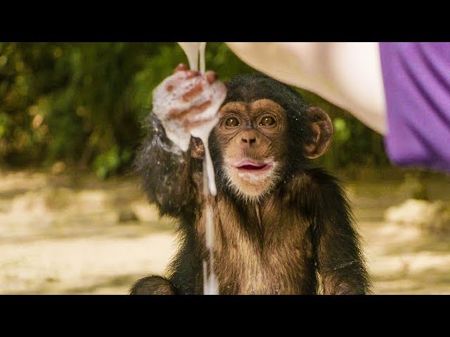 Baby Chimpanzees Playing With Bubbles | BBC Earth