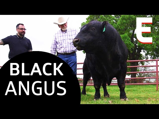 Where the Best Beef In America Comes From