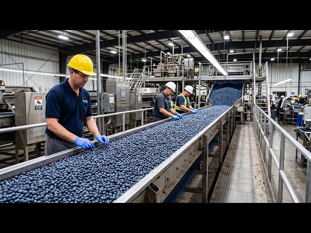 How Thousands of Blueberries Are Processed | Inside a Massive Food Factory