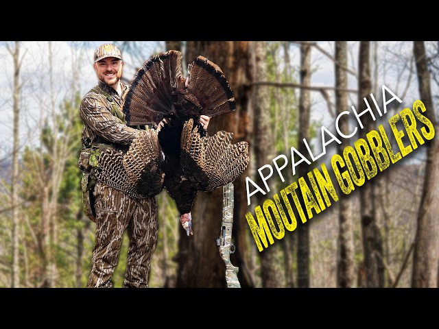 Public Land Turkey Hunting | Wide Open Hardwoods Gobbler
